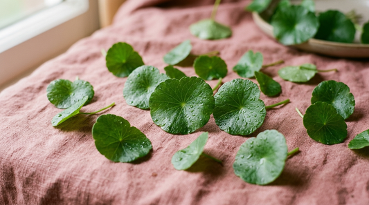 Fresh round centella asiatica pennywort leaves with water droplets on dusty rose linen